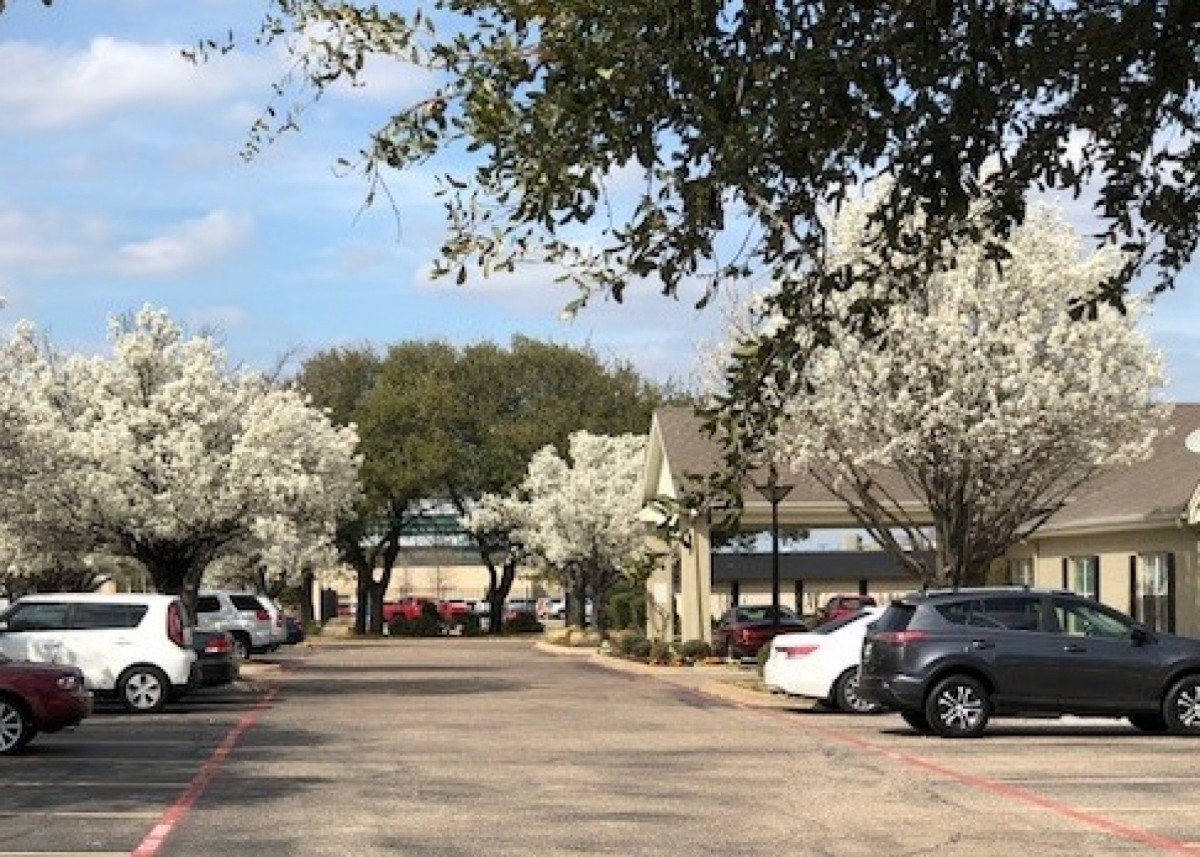 The parking lot at our retirement community in the Keller area features White Dogwood trees.